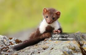 Attēlu rezultāti vaicājumam “Martes foina”
