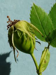 Attēlu rezultāti vaicājumam “Rosa subcanina”