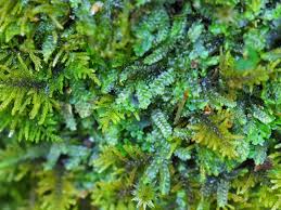 Attēlu rezultāti vaicājumam “Harpanthus flotovianus”