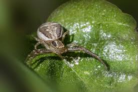 Attēlu rezultāti vaicājumam “Xysticus cristatus”