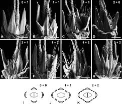 Attēlu rezultāti vaicājumam “Carpinus betulus female flower”