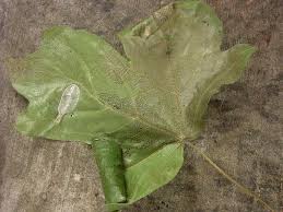 Attēlu rezultāti vaicājumam “Caloptilia hemidactylella”