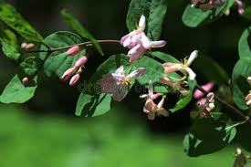 Attēlu rezultāti vaicājumam “Lonicera tatarica bud”