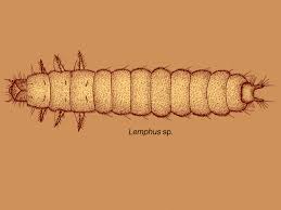 Attēlu rezultāti vaicājumam “Meloe sp. larva”