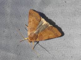 Attēlu rezultāti vaicājumam “Agrochola helvola”