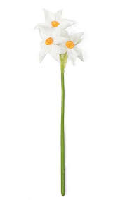 Attēlu rezultāti vaicājumam “Narcissus bud”
