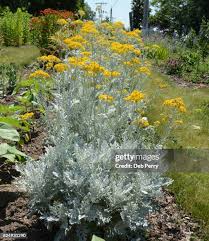 Image result for Cineraria maritima