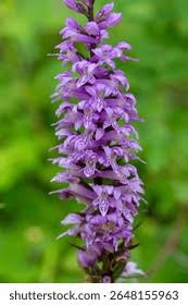 Attēlu rezultāti vaicājumam “Dactylorhiza majalis subsp. baltica bud”