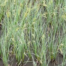 Attēlu rezultāti vaicājumam “Carex rostrata”