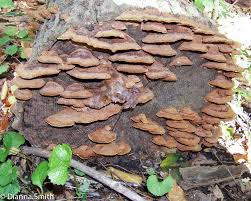 Attēlu rezultāti vaicājumam “Phellinus”
