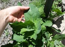 Image result for Atriplex hortensis