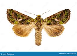 Attēlu rezultāti vaicājumam “Trachea atriplicis”