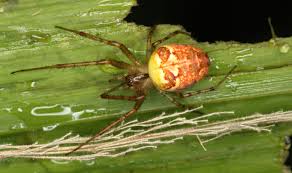 Attēlu rezultāti vaicājumam “Metellina segmentata”