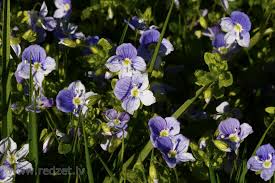 Attēlu rezultāti vaicājumam “Veronica filiformis bud”