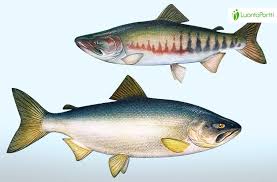 Image result for Oncorhynchus keta
