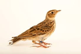 Image result for Alauda arvensis