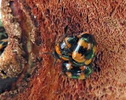 Attēlu rezultāti vaicājumam “Bolitophagus reticulatus imago”