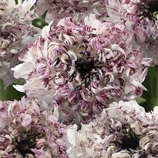 Attēlu rezultāti vaicājumam “Ranunculus brunnescens”