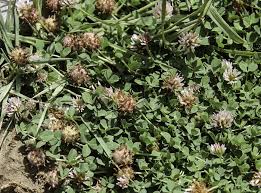 Attēlu rezultāti vaicājumam “Trifolium fragiferum”