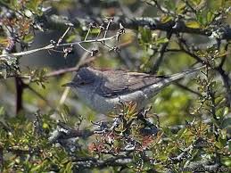 Attēlu rezultāti vaicājumam “Sylvia nisoria”