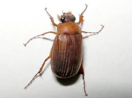 Attēlu rezultāti vaicājumam “Serica brunnea”