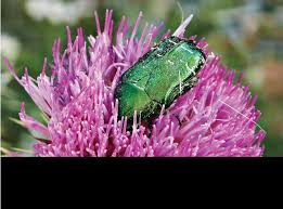 Attēlu rezultāti vaicājumam “Cetonia aurata”