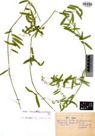 Attēlu rezultāti vaicājumam “Vicia tenuifolia”