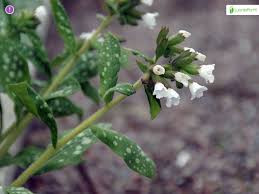Attēlu rezultāti vaicājumam “Pulmonaria obscura leaf”