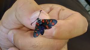 Attēlu rezultāti vaicājumam “Zygaena sp.”