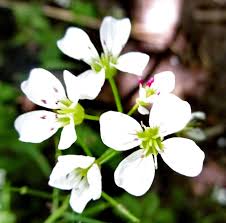Attēlu rezultāti vaicājumam “Cardamine amara flower”
