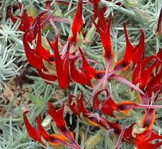 Image result for Lotus tetragonolobus