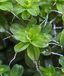 Attēlu rezultāti vaicājumam “Syntrichia virescens”