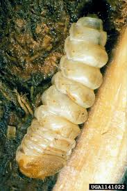 Attēlu rezultāti vaicājumam “Saperda carcharias”