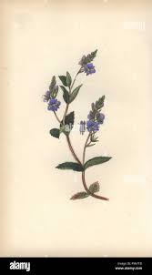 Image result for Speedwell Ttc