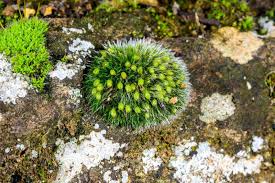 Attēlu rezultāti vaicājumam “Grimmia pulvinata”