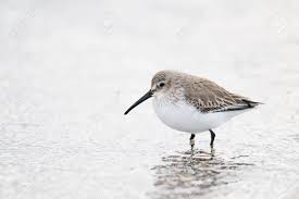 Attēlu rezultāti vaicājumam “Calidris alpina adult”