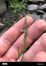 Attēlu rezultāti vaicājumam “Glyceria fluitans leaf”