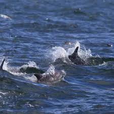 Image result for Leucopleurus acutus