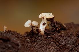 Attēlu rezultāti vaicājumam “Cudoniella acicularis”