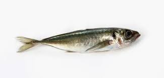 Image result for Trachurus trachurus