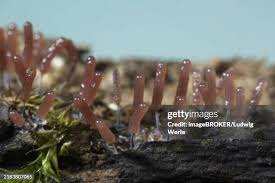 Attēlu rezultāti vaicājumam “Stemonitopsis typhina”