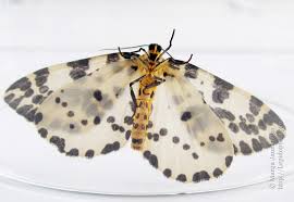 Attēlu rezultāti vaicājumam “Abraxas grossulariata pupa”