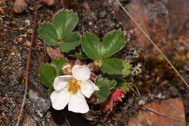 Attēlu rezultāti vaicājumam “Fragaria vesca flower”