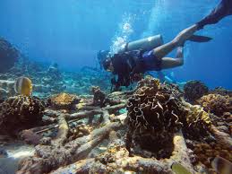 Image result for Deep Blue Diving