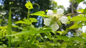 Attēlu rezultāti vaicājumam “Agrimonia pilosa flower”