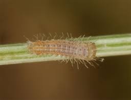 Attēlu rezultāti vaicājumam “Maniola jurtina”