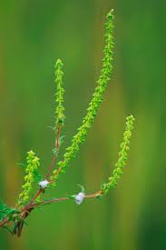 Attēlu rezultāti vaicājumam “Ambrosia artemisiifolia”