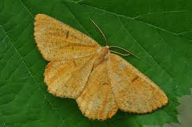 Attēlu rezultāti vaicājumam “Angerona prunaria”