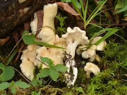 Attēlu rezultāti vaicājumam “Hydnum repandum”