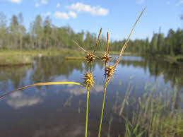 Attēlu rezultāti vaicājumam “Carex lepidocarpa”